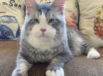 Big Handsome Friendly Maine Coon Male Retired Profile