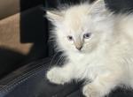 Balinese kittens Lynx and seal point Profile