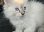 Balinese kittens Lynx and seal point Profile