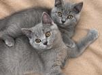 British shorthair kittens Profile