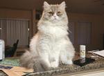 Totoro Profile