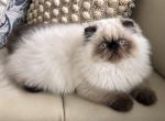 Himalayan boy Profile