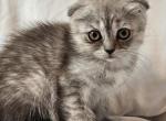 Tammy Scottish Fold Profile
