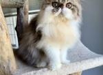Male tabby & white Profile