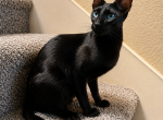 Oriental Kittens Profile