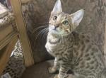 F5 SBT Savannah Females Profile