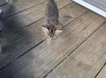 Kitty Litter Profile