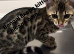 Bengal kitten  charcoal Silver  female Profile