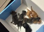4 kittens various colors Profile
