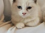 Sophie Bicolor Female Ragdoll Profile