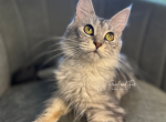 Salt Silver Tabby Profile