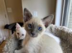 Ready now Balinese Boy Red collar blue point Profile