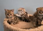 Barbara's new litter Profile