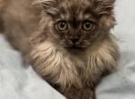 Blaze Profile