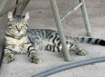 Silver Savannah Boys  Unique American Curl Ears Profile