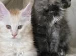 Sadie's kittens Profile