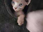 Nala Profile