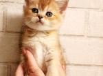 British Golden chinchilla kitten Ruby Profile