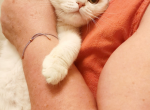 Scottish straight silver chinchilla kitten Nika Profile