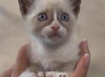 Siamese kitten Profile