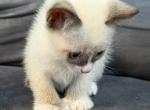 Siamese kitten Profile