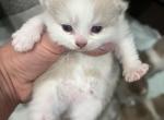 Bella2 litter reserved Profile