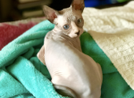 Make kitten Profile