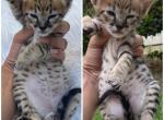 Sbt kittens Profile