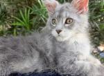 Serafina silver beauty Profile