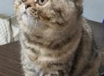 Beautiful Exotic Persian Kittens Profile