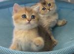 British Longhair Male & British Shorthair Female Profile