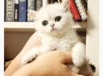 British Shorthair silver chinchilla Amber Profile