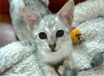 F4 SBT Savannah Mystic Profile