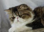 Pommelee     Exotic Longhair Profile