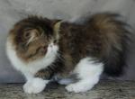 Pommelee     Exotic Longhair Profile