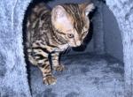 Bengal Kitten Profile