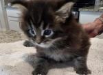 Sterlings kitten Profile