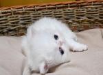 COPPER EYED WHITE CFA REG EXOTIC BOY Profile