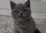 British Shorthair Blue Female Profile