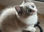 STELLA BLUE Profile