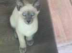 Oriental Siamese Lilac Point Profile
