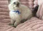 TICA Registered Blue Ribbon Male Profile