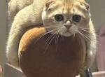Purrsey Jr Profile