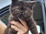 Tica black exotic shorthair kittens Profile