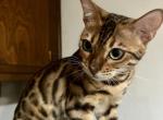 Bengal Kittens Profile