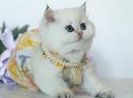British Shorthair Taya Profile