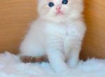 Bellas litter Profile