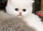 June and Ozzys kittens KBS BELOVED PERSIAN CATTERY Profile