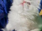 Beautiful dollface light golden shaded looks white Profile
