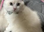 Future STUD Kats ravishing Ragdolls NOT FOR SALE Profile